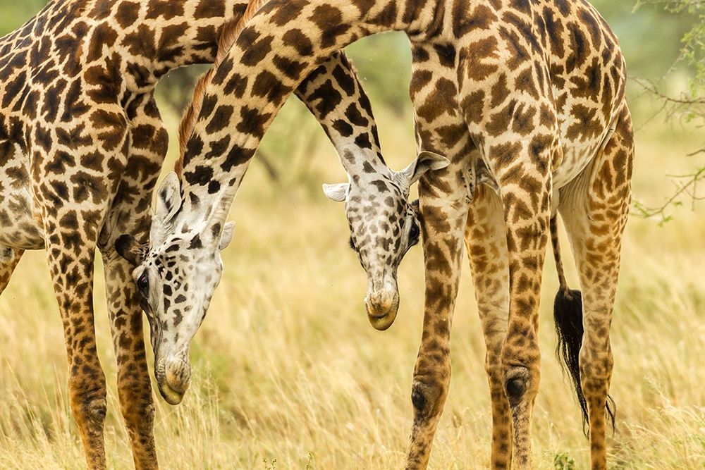 Africa-Tanzania-Serengeti National Park Young Maasai giraffes sparring  art print by Jaynes Gallery for $57.95 CAD